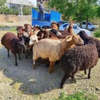 گوسفند بره تازه از دهات رسیده