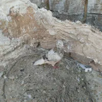 کفتر
