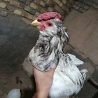 تخم نطفه دار گلین