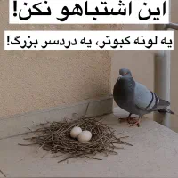 سمپاشی و  پاکسازی منزل فقط با یک مرحله