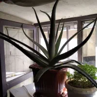 گل الوئه وااصل