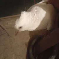 نروماده اماجفت نیستن