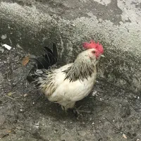 مرغ و خروس مینیاتوری بک ساله