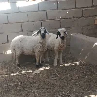 میش بره اوست