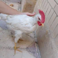 یک عدد خروس سرحال و اهلی