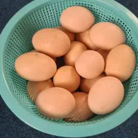 تخم مرغ محلی