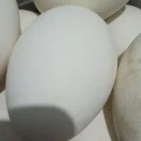 تخم غاز در سوسنگرد