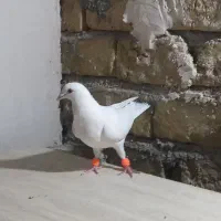 سار کرمونی سوسکی سرخ|پرنده|تربت‌حیدریه, شهرک ولیعصر|دیوار