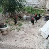 خروس|حیوانات مزرعه|مسجد سلیمان, |دیوار