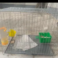 فروش قفس قناری سالم