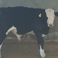 گوساله نر وماده|حیوانات مزرعه|بیرجند, |دیوار