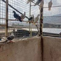 کبوتر دوکتی پلاکی