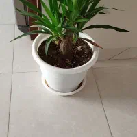 گل با گلدان|گل و گیاه طبیعی|پردیس, فاز ۸|دیوار