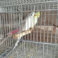 فروش عروس هلندی|پرنده|برازجان, |دیوار