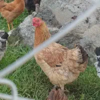 دوعددمرغ