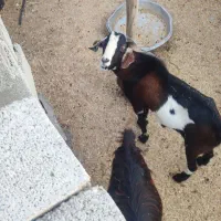 تعدادی گوسفند فروشی|حیوانات مزرعه|توکهور, |دیوار