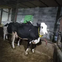 گاو|حیوانات مزرعه|صالح آباد, |دیوار