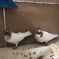 چند عدد کبوتر نقش و پرشی