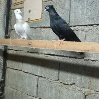 کبوتر کله ای وسیاه|پرنده|چمران, |دیوار