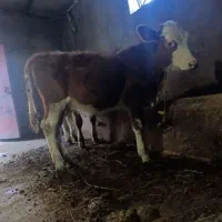 گوساله ماده