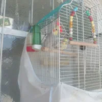 عروس هلندی