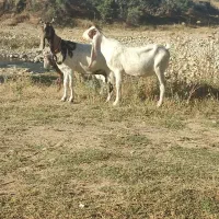 پازن گلابی پاکستانی