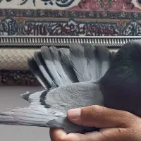 ۵۰طوق کبوتر یا کفتر یکجایی گنجه بر|پرنده|تهران, خلیج فارس|دیوار