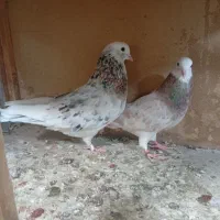 هما سرور