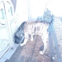 واگذاری یک قلاده سگ الابای سراب