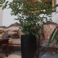 گل شفلرا|گل و گیاه طبیعی|مشهد, امیر|دیوار