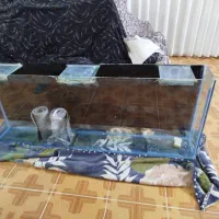 آکواریوم بزرگ شیشه 10میل سالم|ماهی|قم, نیروگاه|دیوار