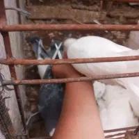 پرنده|پرنده|خور (اصفهان), |دیوار
