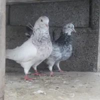 کبوتر پرشی و تزیینی