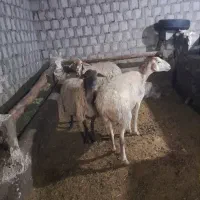 ۳عدد گوسفند بره دار ویک عدد بزجوان آبستن