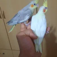 جوجه عروس ،بالغ|پرنده|رشت, نیروی دریایی|دیوار