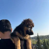 توله ژرمن شولاین اصیل