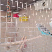 مرغ عشق رنگین کمانی|پرنده|شاهین‌شهر, شهرک گلدیس|دیوار