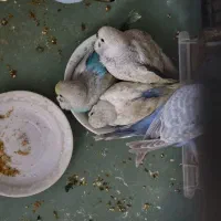 مرغ عشق رنگ خاص مولد با جوجه|پرنده|تهران, مطهری|دیوار