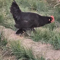 خروس مرندی|حیوانات مزرعه|کمیجان, |دیوار