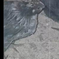 جوجه مرغ سیاه|حیوانات مزرعه|پاکدشت, پاکدشت (مامازند)|دیوار