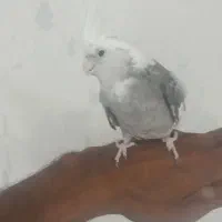 سه تا عروس هلندی فروشی