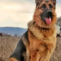 سگ ژرمن|سگ|کنگاور, |دیوار