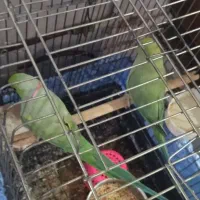 یک جفت طوطی ملنگو کاملا سالم