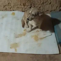 سگ خانگی فروشی خوشگل و حرف گوش کن|سگ|یاسوج, |دیوار