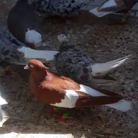 فروش سرخ دم سفید سرگ