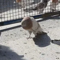 ساعت سنگین و زیبا|پرنده|پاکدشت, خاتون آباد|دیوار