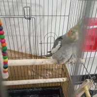 یک عدد کوتله برزیلی و عروس هلندی|پرنده|شریفآباد, |دیوار