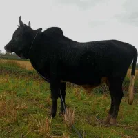 ورزا کوله چالوسی|حیوانات مزرعه|رشت, سعدی (تختی)|دیوار