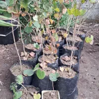 تولید گیاهان فضای سبز بیرونی در رشت|گل و گیاه طبیعی|رشت, حومه رشت|دیوار