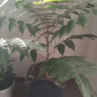 کاشی کاری وبنایی پذیرفته می شود